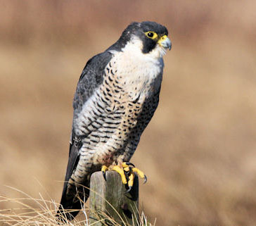 Subwerkgroep roofvogels