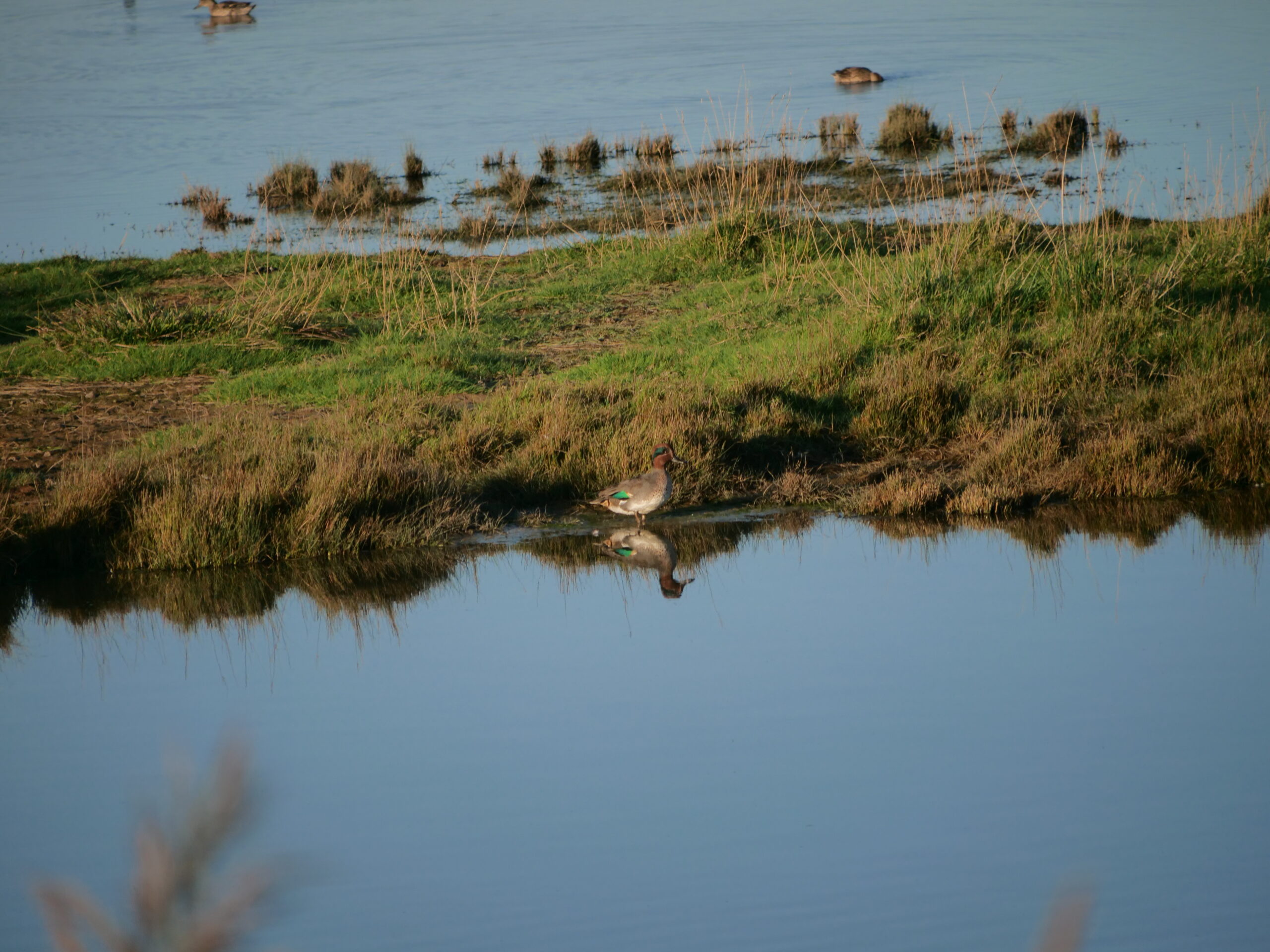 Excursies KNNV Bevelanden